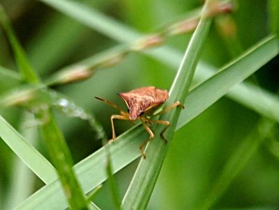 [This small all-brown insect has six light-brown legs, two long antennae, and two tiny black eyes.]